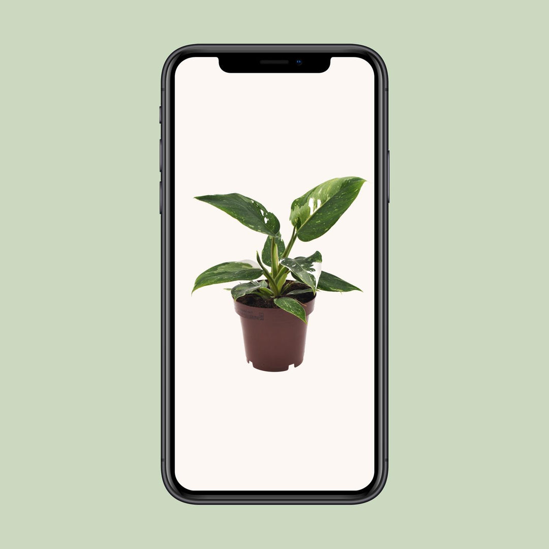 Philodendron White Princess - 12cm Pot Indoor Houseplant 25cm