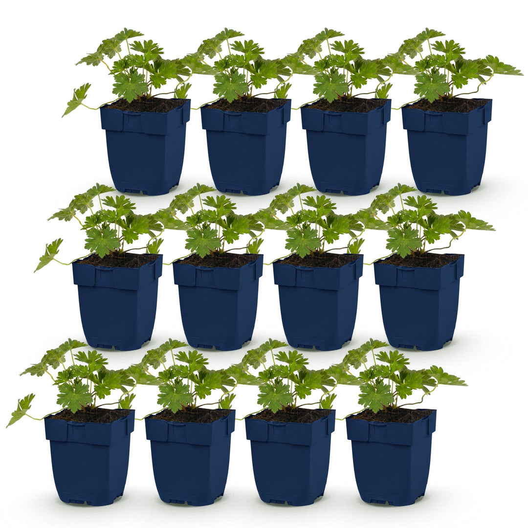 12 Geranium 'Rozanne' cranesbill plants in 11cm pots, 15-25cm tall