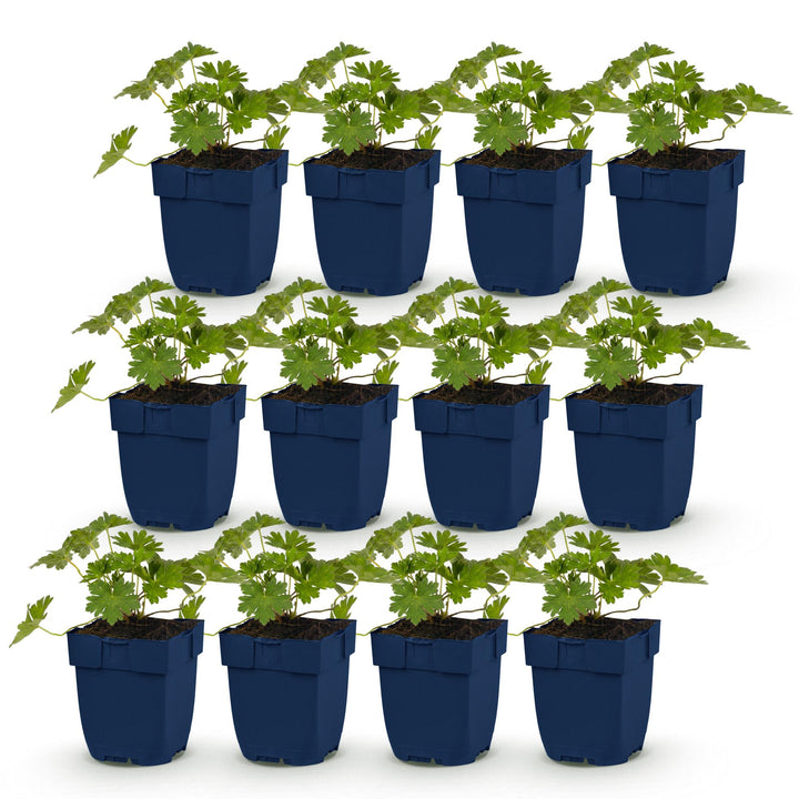 12 Geranium 'Rozanne' cranesbill plants in 11cm pots, 15-25cm tall