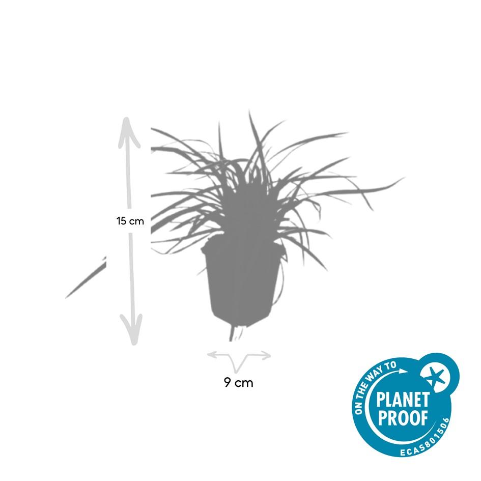 Carex Morrowii Aureovariegata - Variegated Japanese Sedge Plant