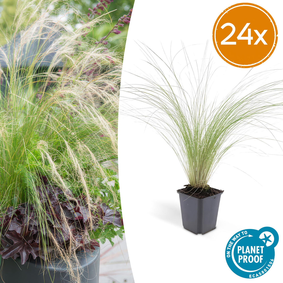 24x Stipa tenuissima 'Ponytails' - ↕10-25cm - Ø9cm