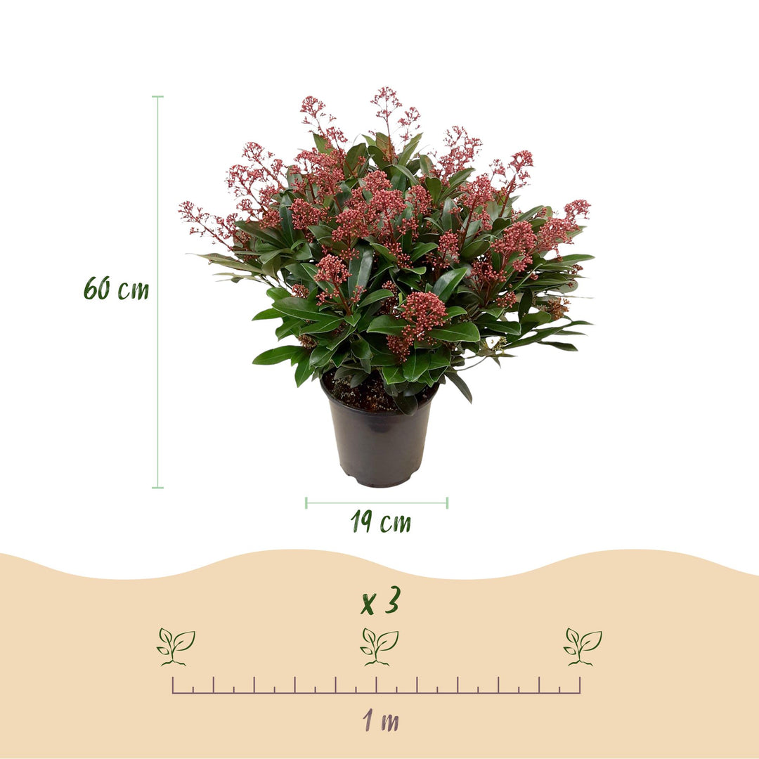 Duo of 2 Skimmia japonica 'Rubella' and 'Finchy' plants in 19cm pots, 60cm tall - view 3