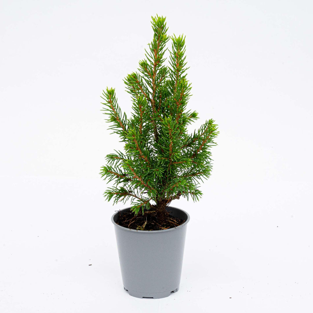 12er Set Mini Weihnachtsbaum - Picea Glauca 15-20 cm im Topf