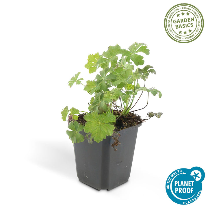 Geranium Biokovo Groundcover Plants - Pink White Flowers 9cm Pots