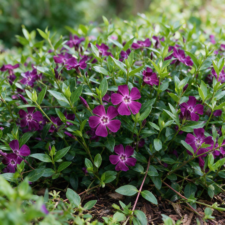 Pack of 24 Vinca minor 'Atropurpurea' lesser periwinkle plants in 11cm pots - view 5