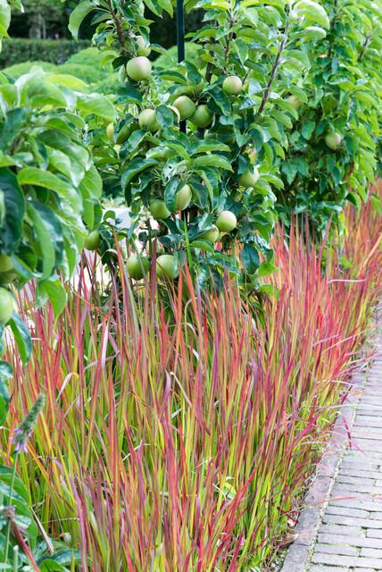 40x Japanese Blood Grass Red Baron - Hardy Perennial - Ø9cm