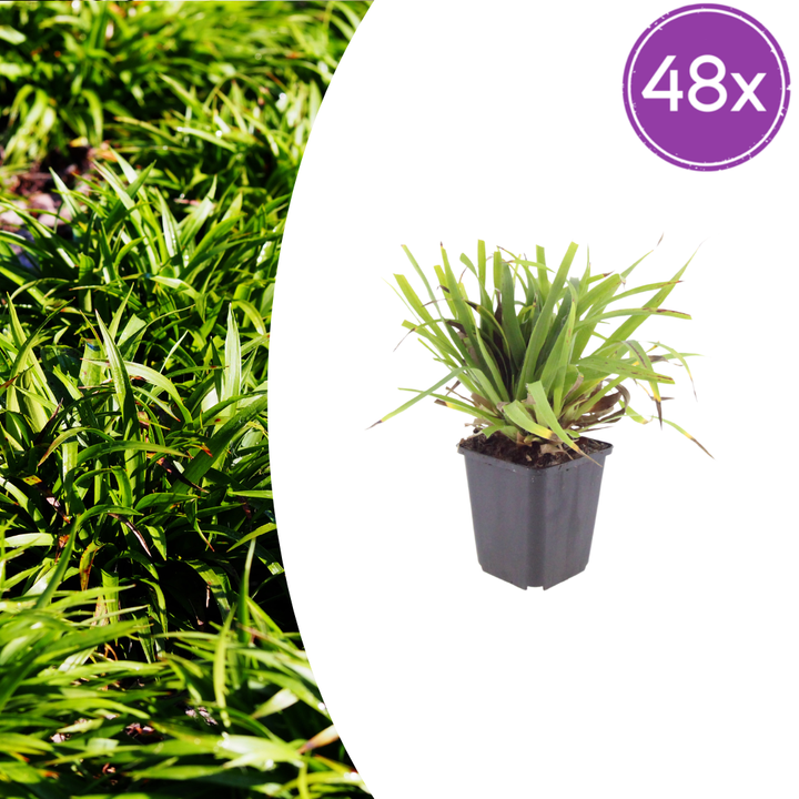 48x Luzula sylvatica - ↕10-25cm - Ø9cm