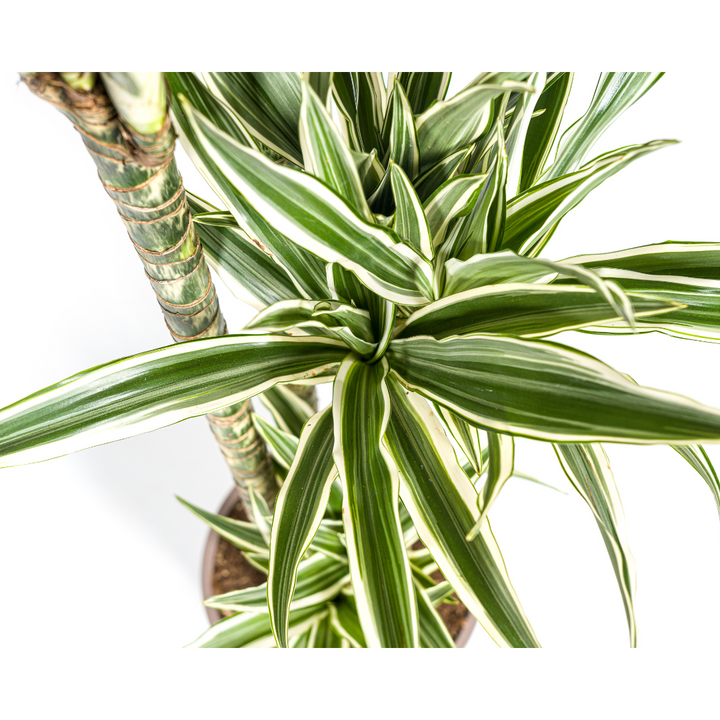 Dracaena White Stripe Indoor Plant 170-190cm Ø27cm Pot