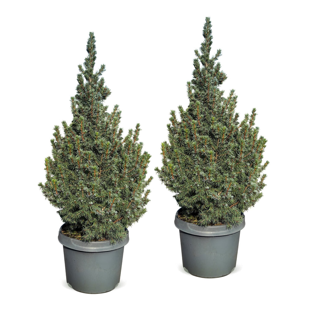 Pack of 2 potted blue dwarf spruce Christmas trees, 60cm in 23cm pots - view 2