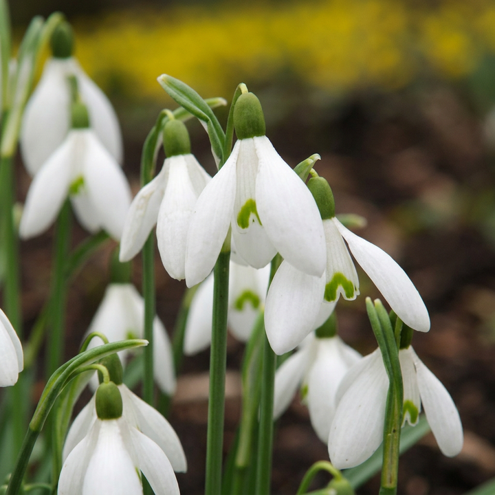 200x Galanthus Elwesii - Perce-neige géant de Turquie - Blanc - Floraison printanière - Calibre 5/6