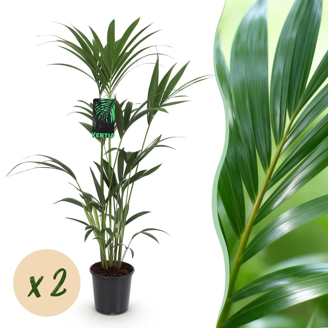 Kentia Palm (Howea forsteriana)