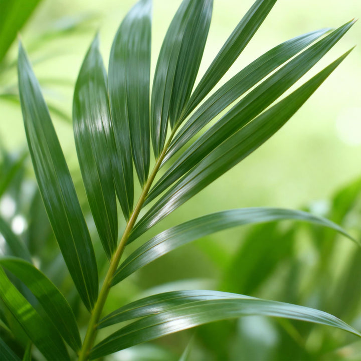 Kentia Palm (Howea forsteriana), detail view 3