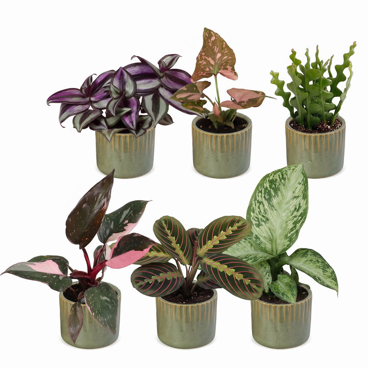 Baby Plants Surprise Box, 6 tropical plants in 6 cm pots, image 2