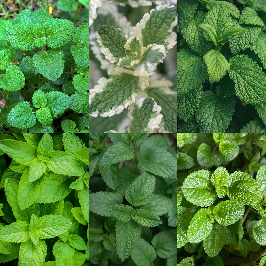 Border pack of 24 mixed tea herb perennials in 11cm pots - view 5