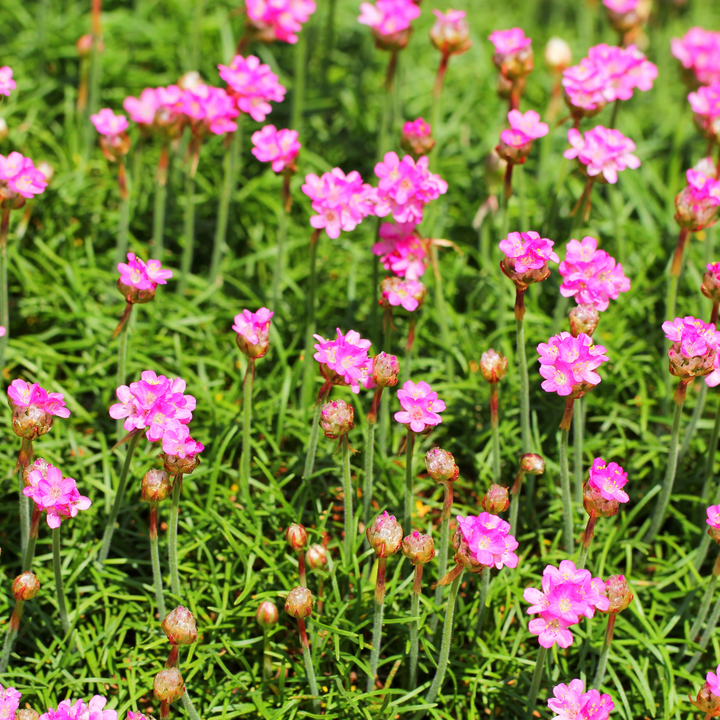 48x Armeria m. 'Splendens' - ↕10-25cm - Ø9cm
