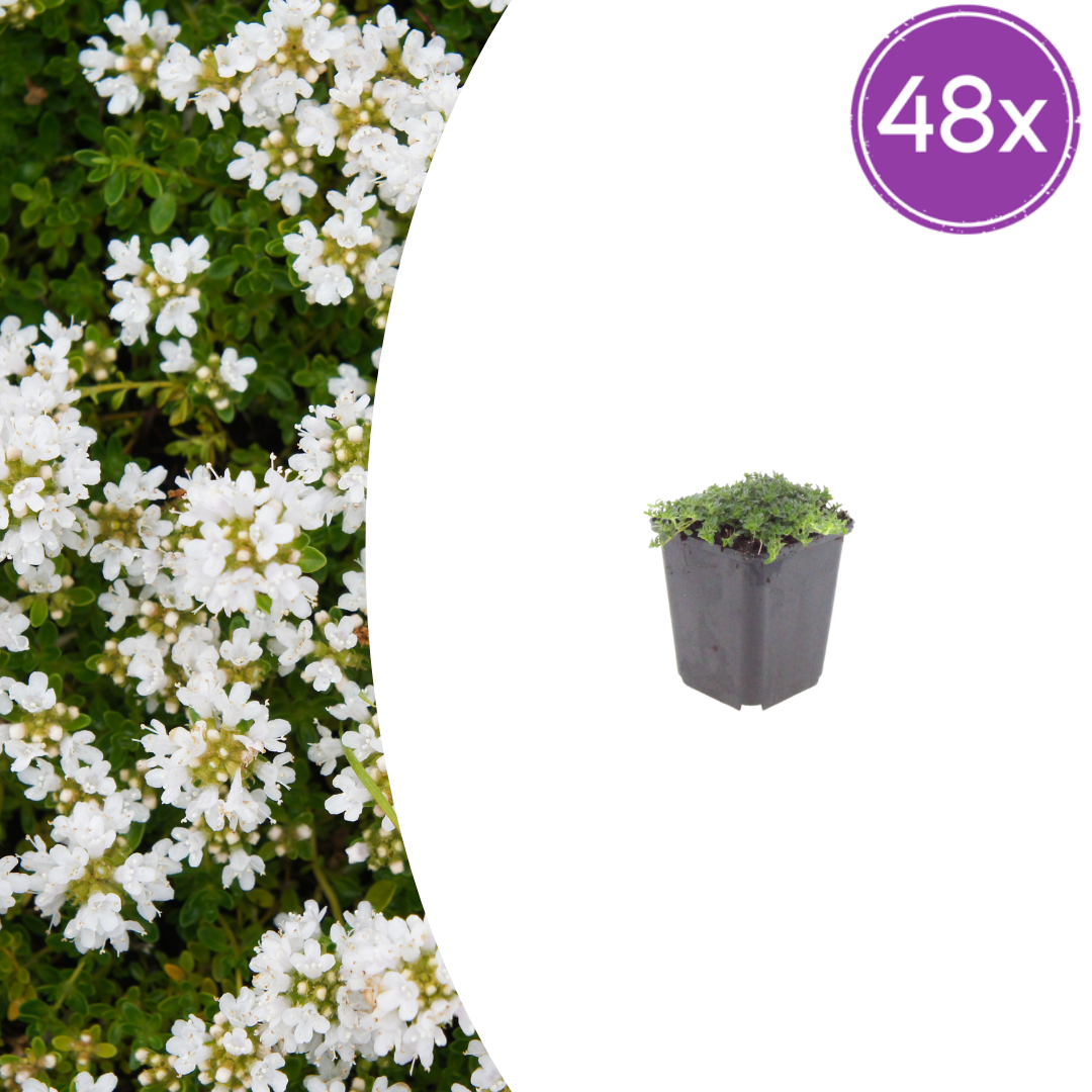 48x Thymus praecox 'Albiflorus' - ↕10-25cm - Ø9cm