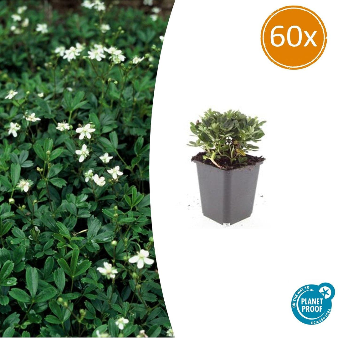 60x Potentilla tridentata 'Nuuk' | Hardy Evergreen Ground Cover | 10-25cm