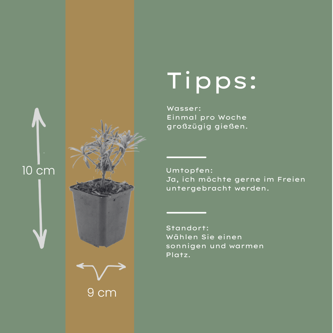 6x Erysimum 'Bowles' Mauve' - ↕10-25cm - Ø9cm