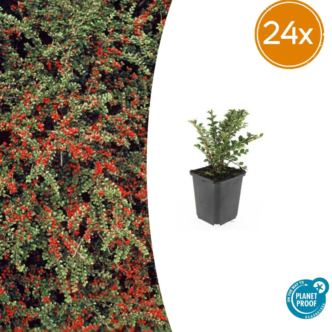 Cotoneaster horizontalis 