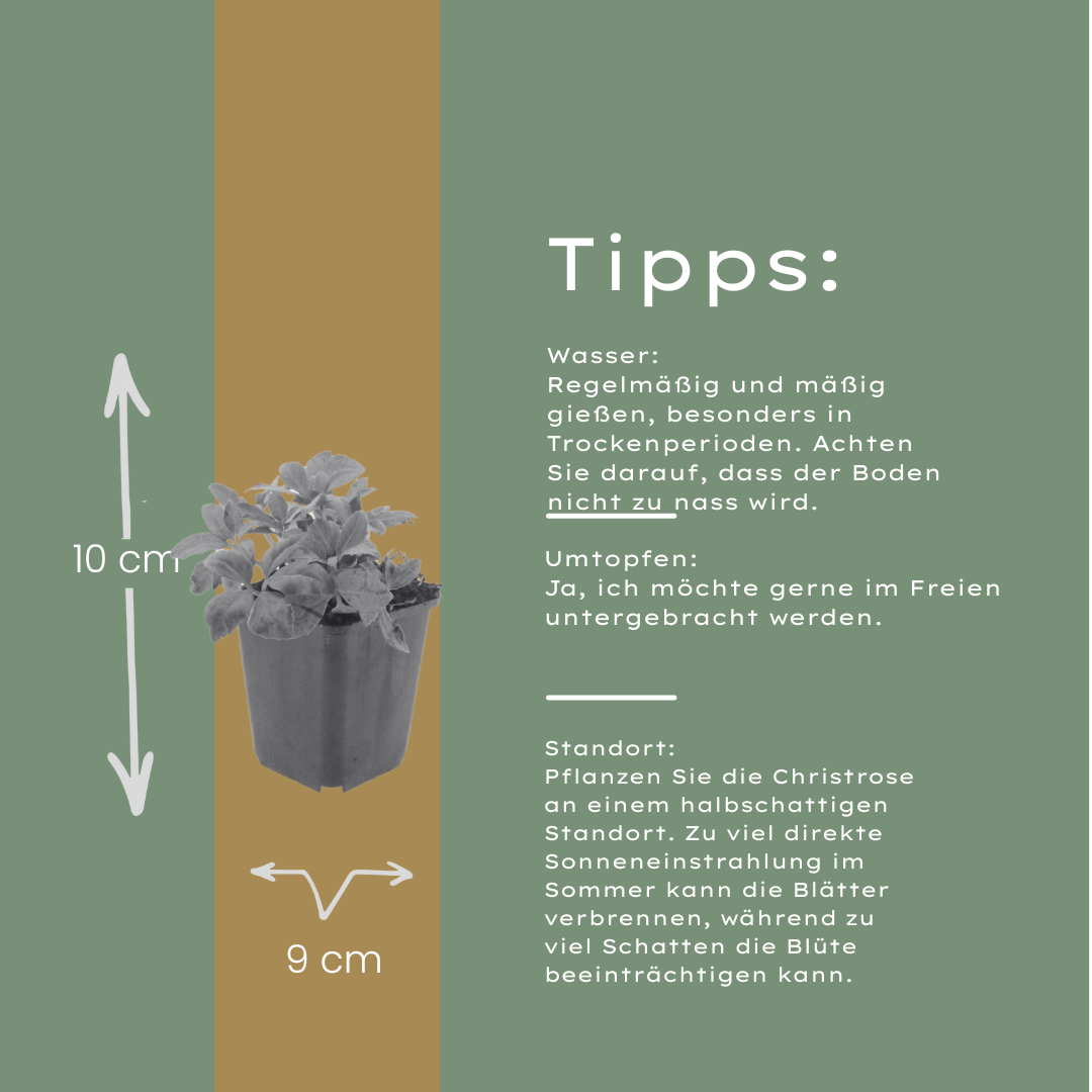 24x Helleborus niger - ↕10-25cm - Ø9cm