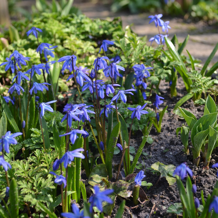 400x Scilla Siberica - Scille de Sibérie - Bleu - Bulbe naturalisant - Calibre 7/8