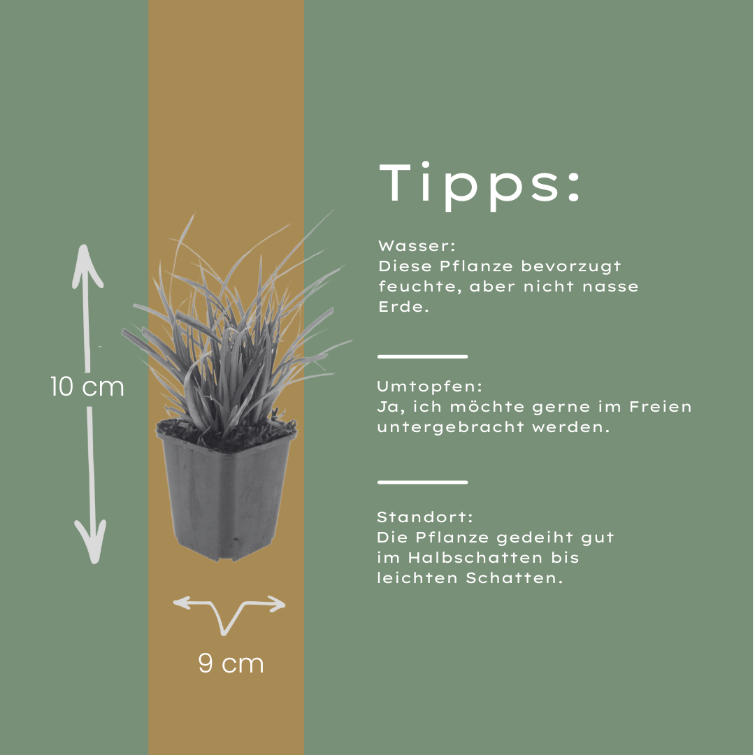 24x Carex morrowii - ↕10-25cm - Ø9cm