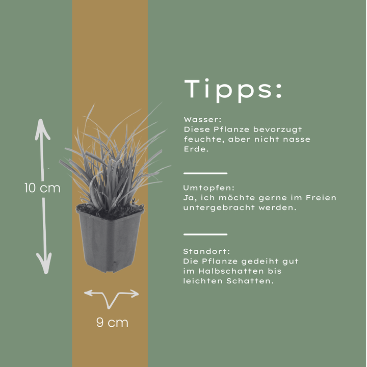 24x Carex morrowii - ↕10-25cm - Ø9cm