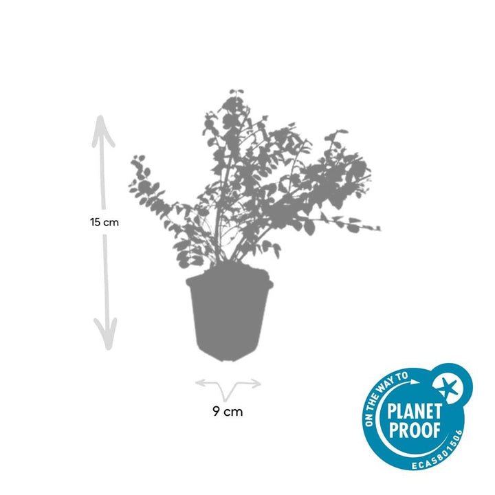 Symphoricarpos ch. 'Hancock' plant in a 9cm pot, height 10-25cm, by Everspring, featuring lush green foliage.