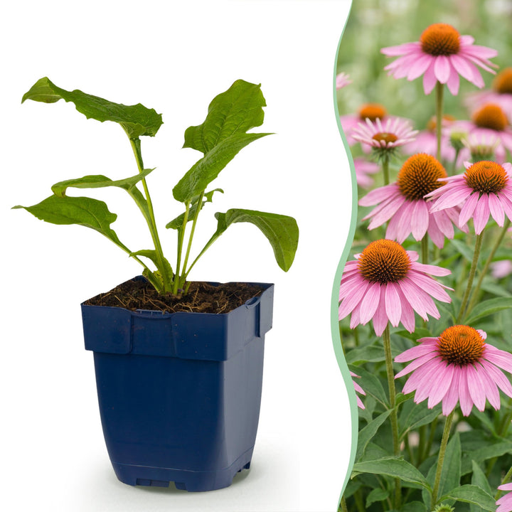 24x Echinacea purpurea Magnus coneflower plants in 11cm pots