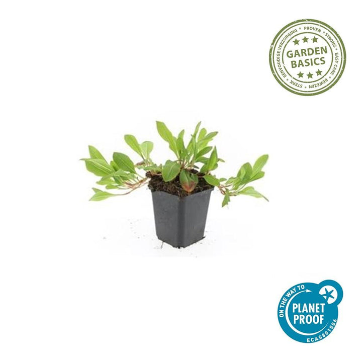 40x Persicaria 'Darjeeling Red' 9cm Pots - Red Foliage Perennial