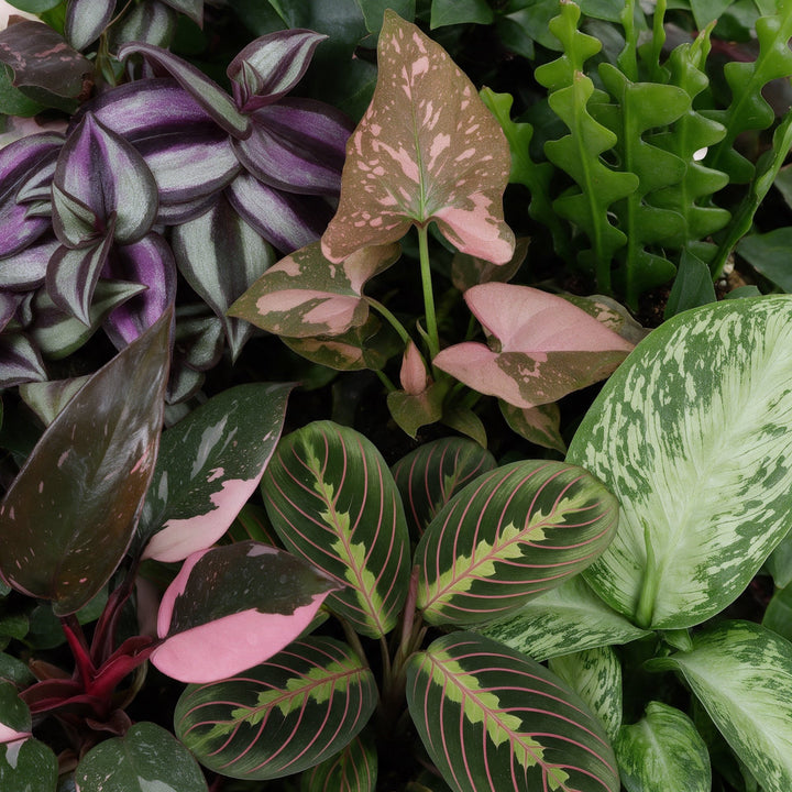Baby Plants Surprise Box, 6 tropical plants in 6 cm pots, image 4