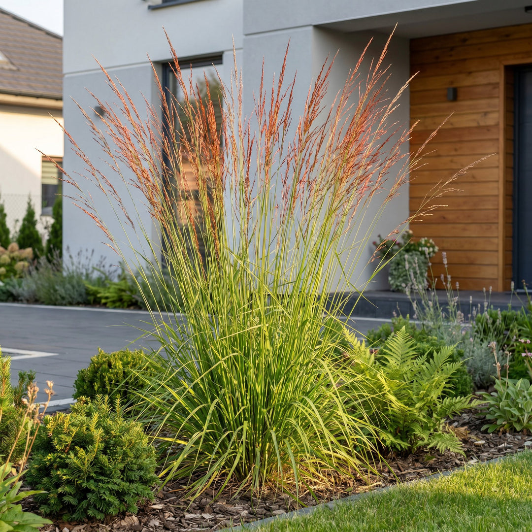 Pack of 24 Molinia caerulea 'Heidebraut' purple moor grass plants in 11cm pots - view 6