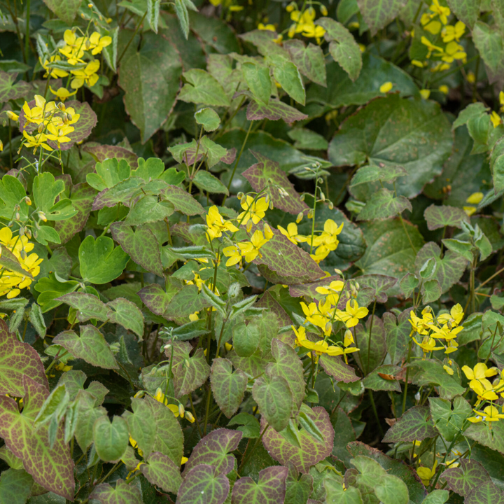 48x Epimedium perralc. 'Frohnleiten' - ↕10-25cm - Ø9cm