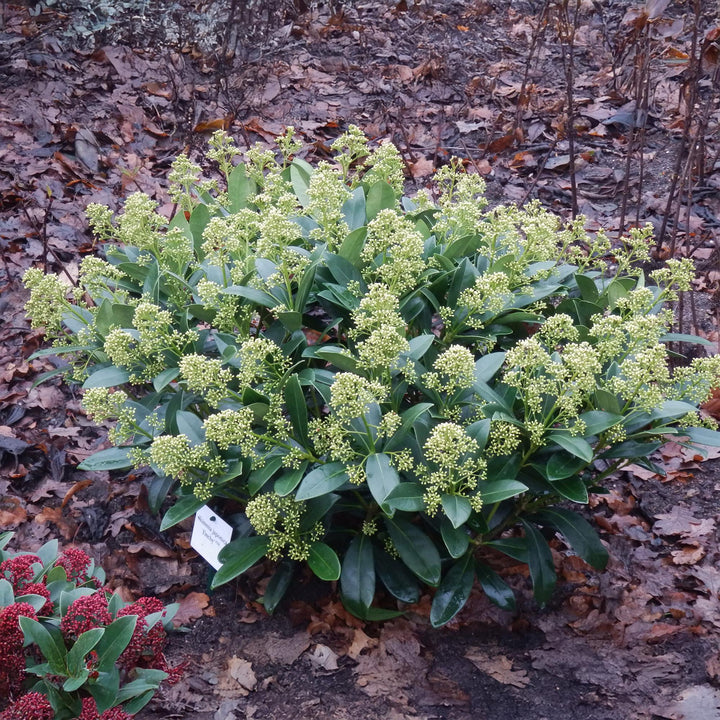 Pack of 3 Skimmia japonica 'Finchy' plants in 15cm pots, 30cm tall - view 5