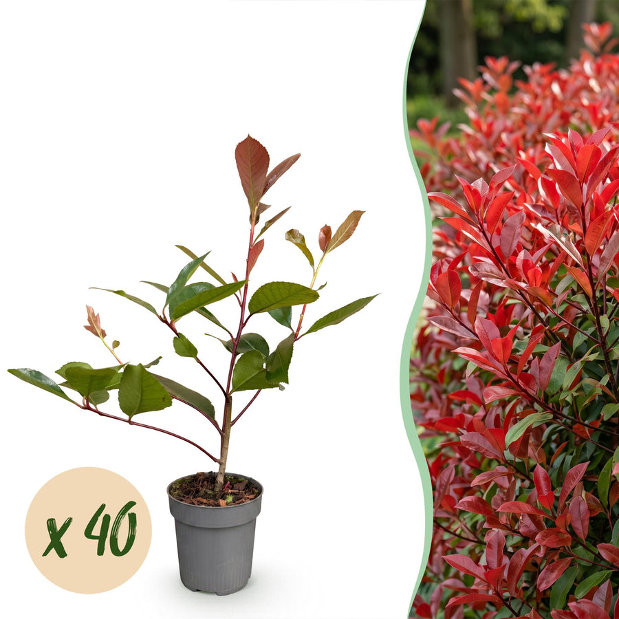 40 Photinia x fraseri 'Red Robin' hedging plants in 9cm pots, 25-35cm tall