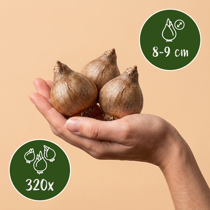 320x Leucojum Aestivum - Nivéole d'été - Blanc - Floraison printanière - Calibre 8/9
