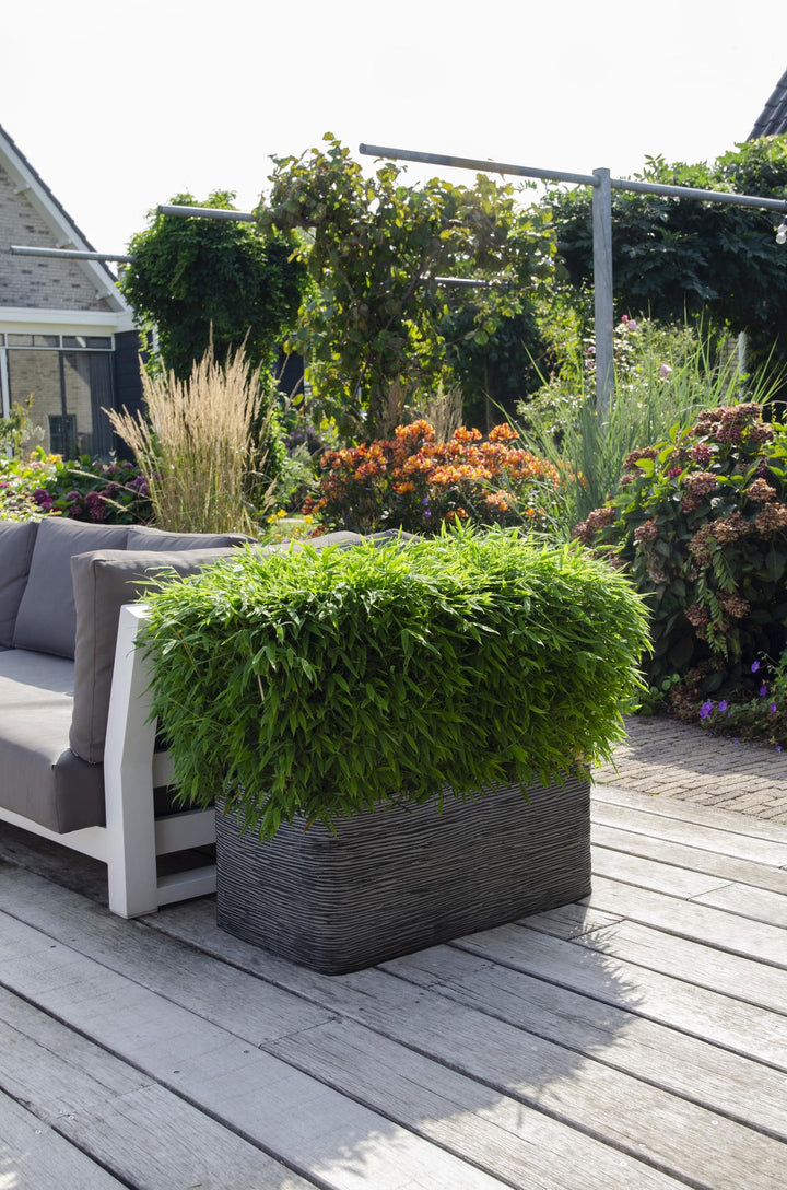 Fargesia Moontears Bamboo - Boxwood Alternative Hedge Plant