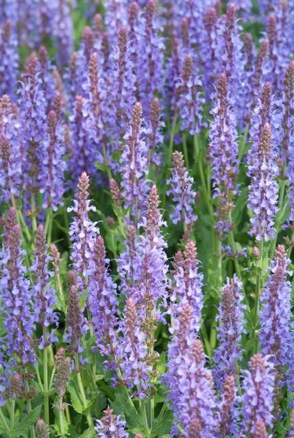 Salvia Nemorosa Caradonna - Purple Perennial Plants 9cm Pots