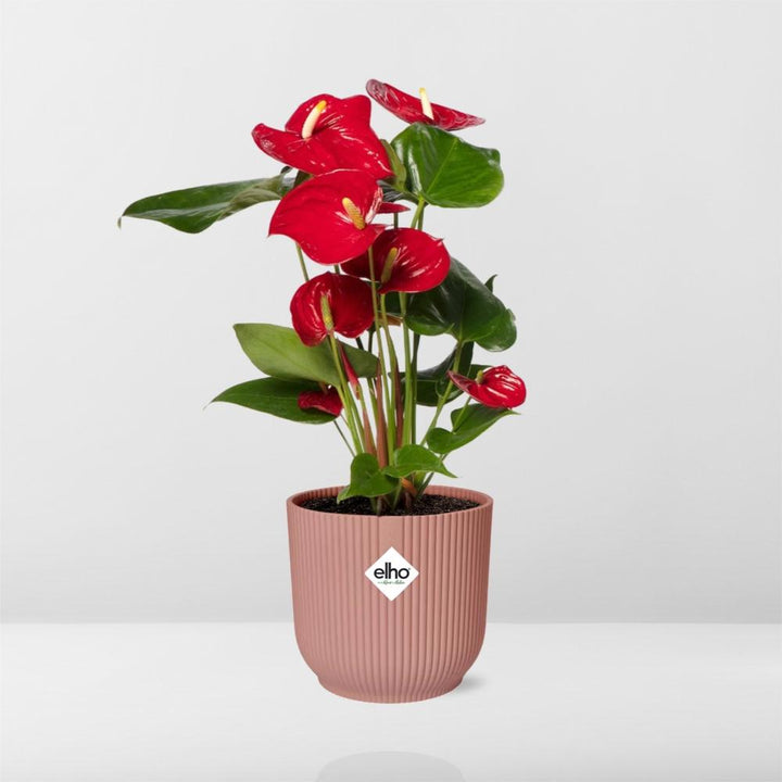 Red Anthurium (Anthurium andraeanum) in a pink ELHO Vibes pot, view 6