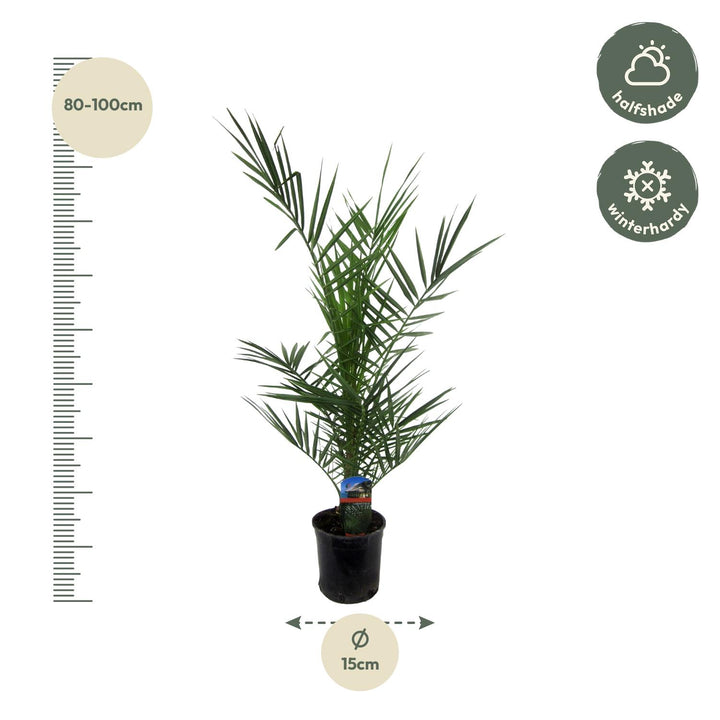 Green Phoenix Canariensis Canary Island Date Palm in a decorative pot, 80cm tall, by Everspring.