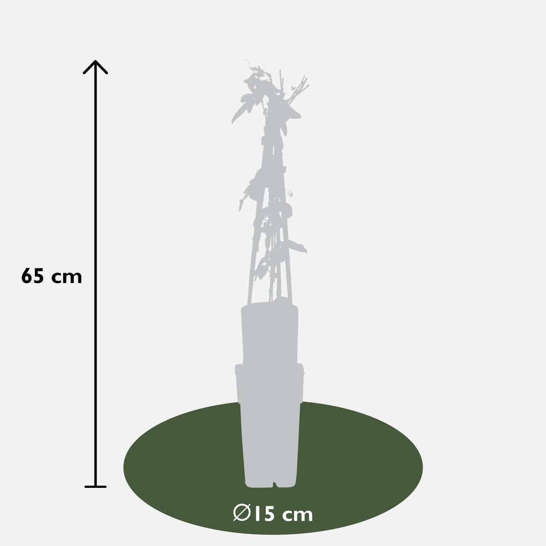 Title: 3x Passiflora Mix - Passion Flower Selection - Ø15cm - ↕65cm