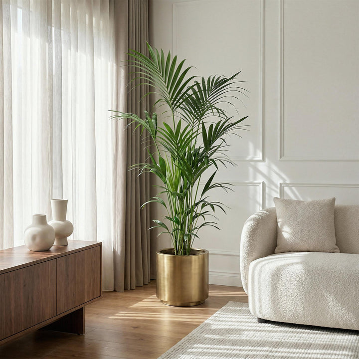 Kentia Palm (Howea forsteriana) - view 5