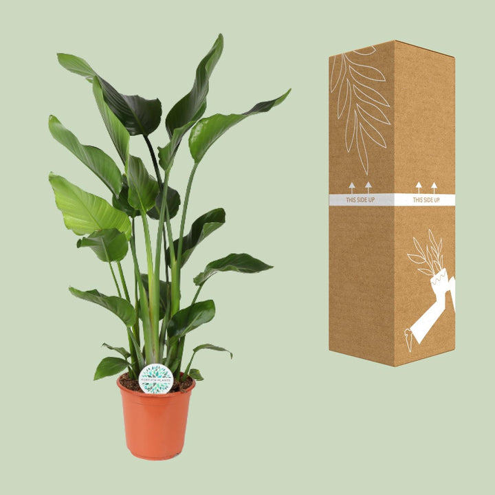 Strelitzia (Bird of Paradise Flower): Exotic Blooms & Easy Care!