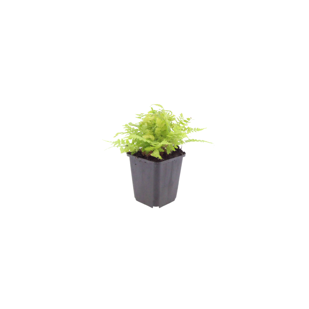 Dryopteris filix-mas Male Fern plants, pack of 24, image 2
