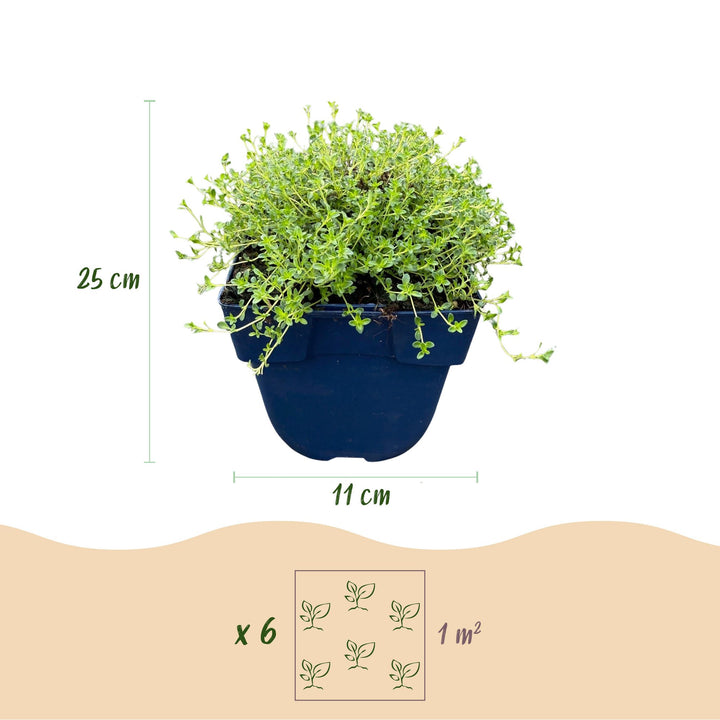 Pack of 24 Thymus praecox 'Albiflorus' white creeping thyme plants in 11cm pots - view 3