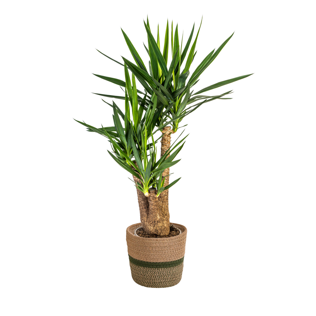 Yucca Elephantipes Branched Indoor Plant Ø24cm 80-100cm with Basket