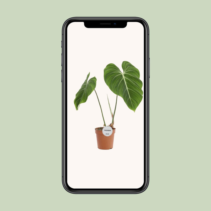 Philodendron Plant 60cm - Easy Care Indoor Houseplant Air Purifier