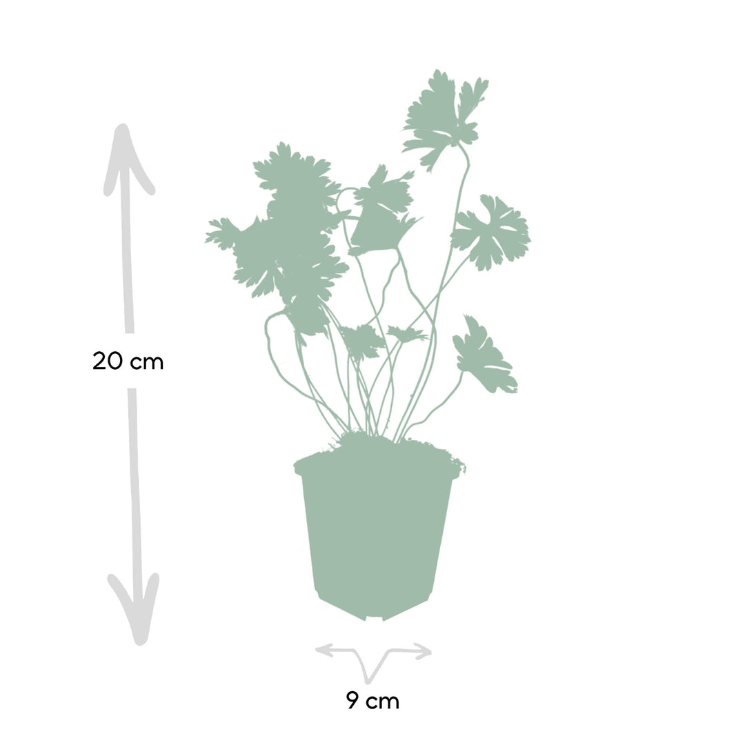 Geranium Rozanne Plants - Long Blooming Perennial Groundcover