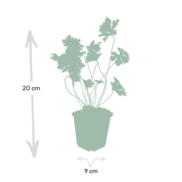 Geranium Rozanne Plants - Long Blooming Perennial Groundcover
