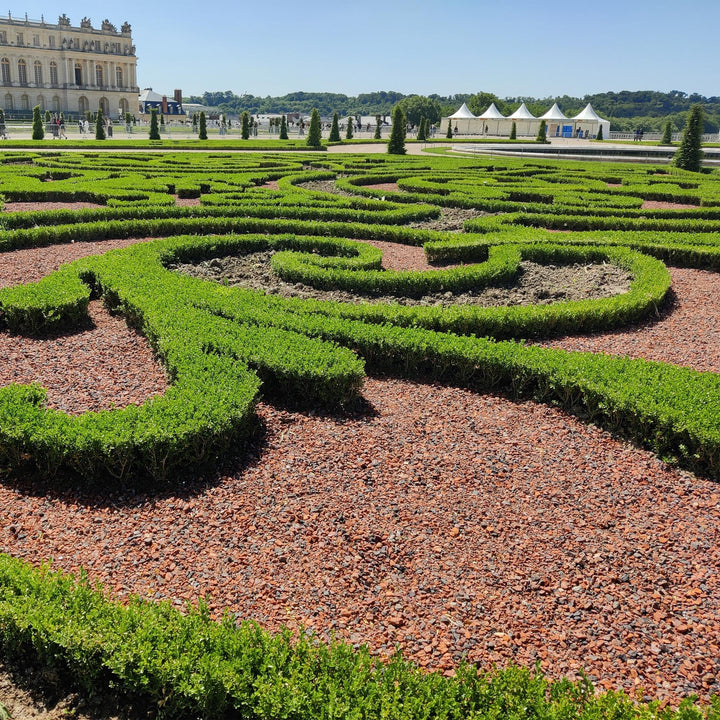 12 BetterBuxus Babylon Beauty box hedging plants in 13cm pots - view 5